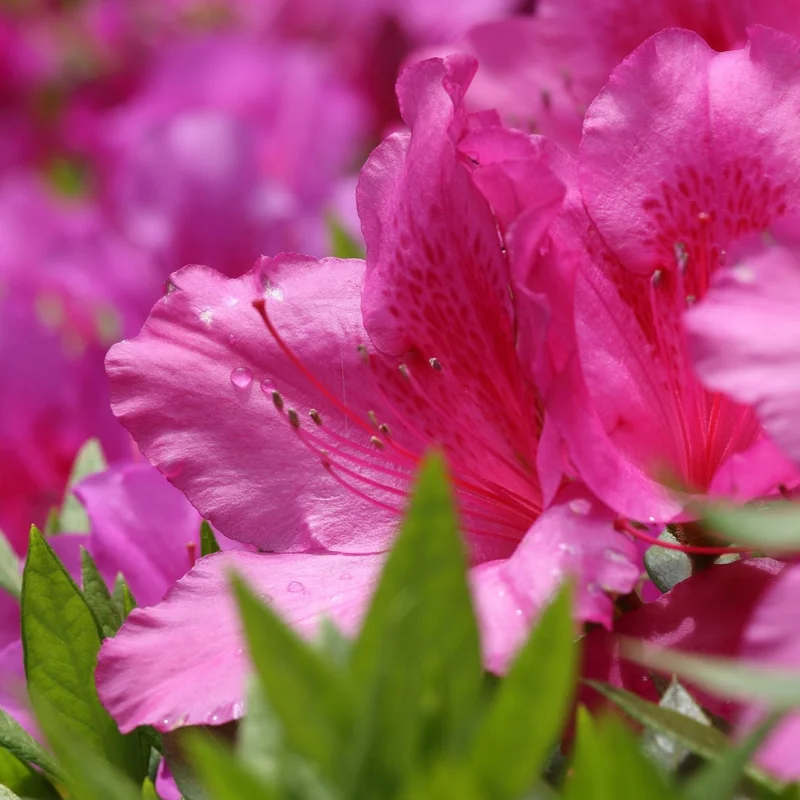 Azalea Anouk30-35cm