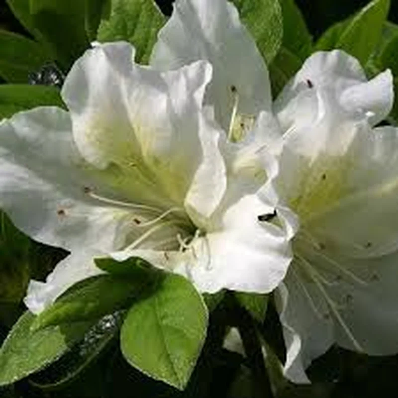 Azalea (J) Mary Helen