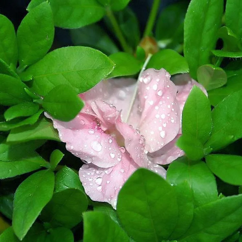 Azalea Nancy of Robin Hill30-35cm