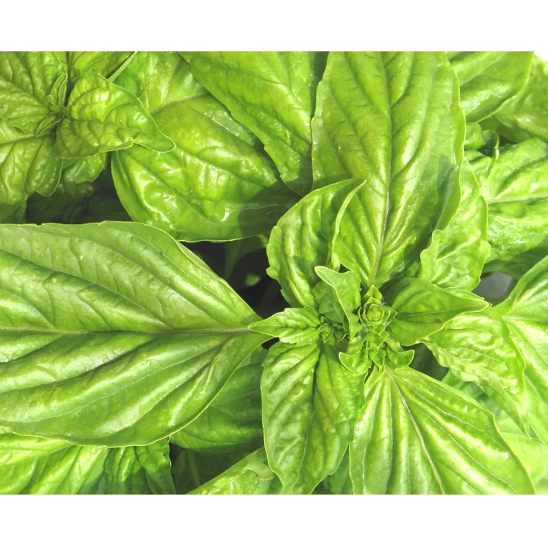 BASIL SWEET OCIMUM BASILICUM