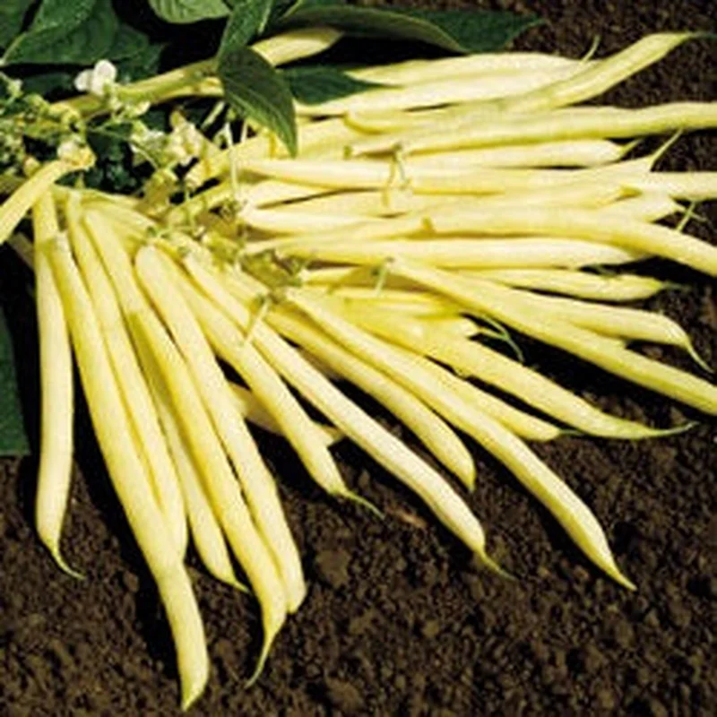 BEAN BUSH SUNGOLD