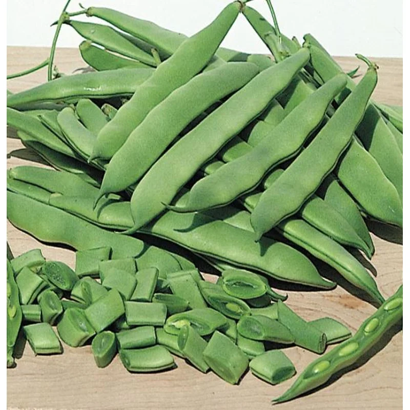 BEAN ROMA II – FLAT OF 32 PLANTS