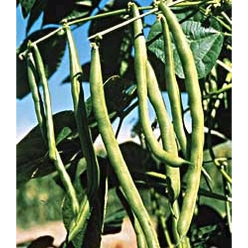 BEAN STRING KENTUCKY BLUE POLE – FLAT OF 32 PLANTS