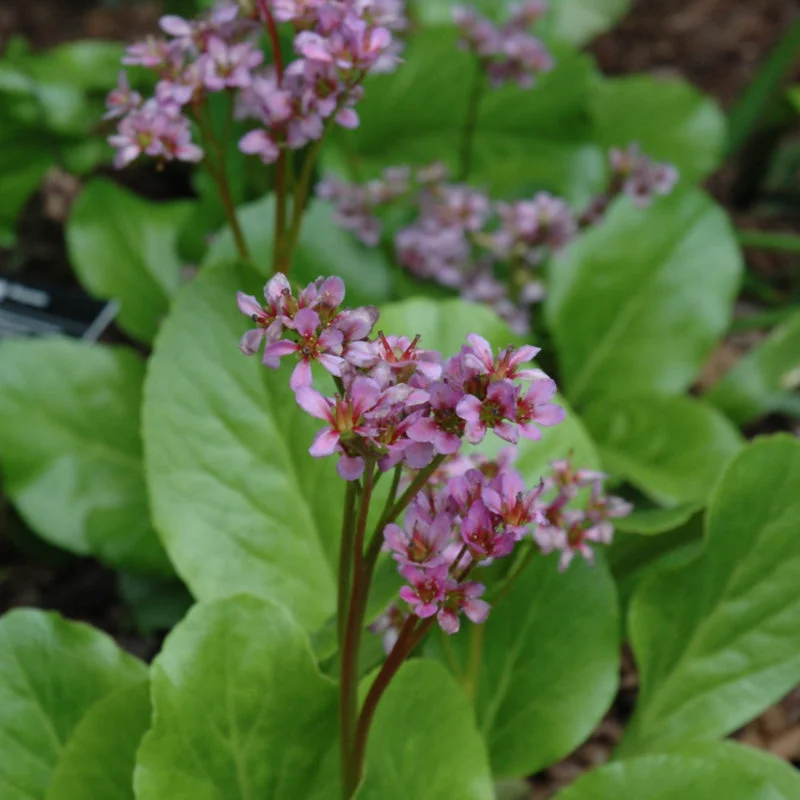 BERGENIA PURPURASCENS