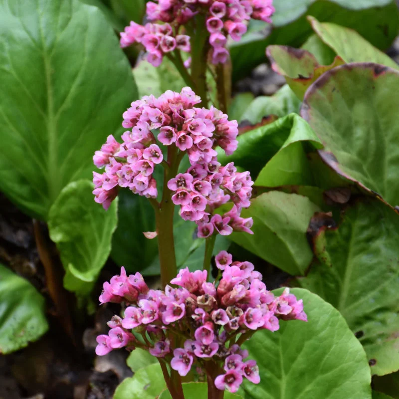 BERGENIA ROTBLUM