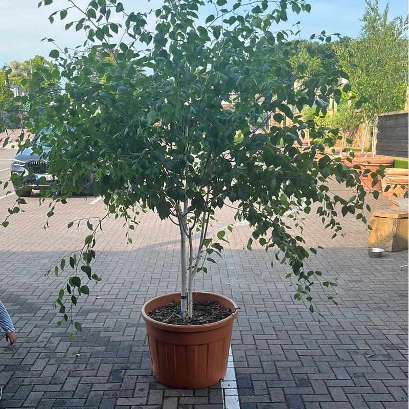 BETULA UTILIS JAQUEMONTII CLT 130 H 150 +CM PARACADUTE