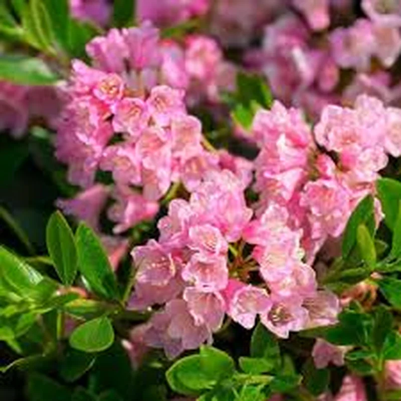BloombuxMagenta