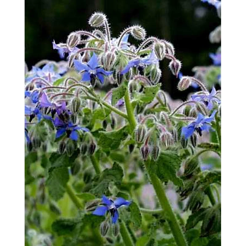 BORAGE BORAGO OFFICINALIS