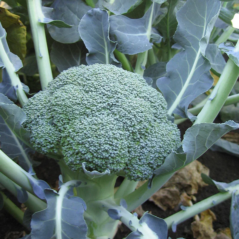BROCCOLI LIEUTENANT – FLAT OF 32 PLANTS