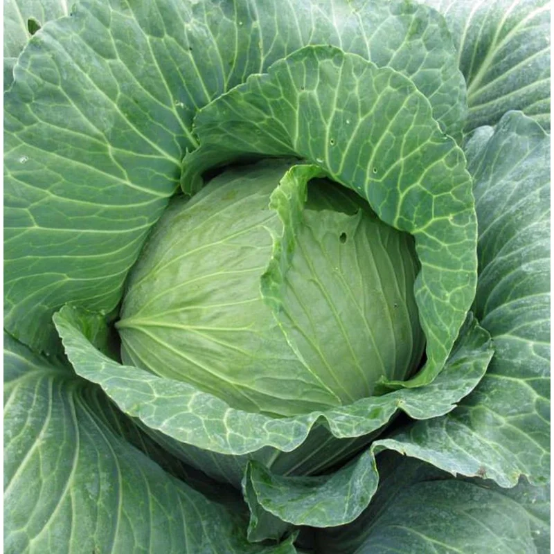 CABBAGE LATE FLAT DUTCH – FLAT OF 32 PLANTS