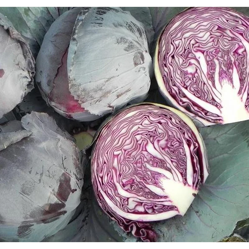 CABBAGE RUBY PERFECTION – FLAT OF 32 PLANTS