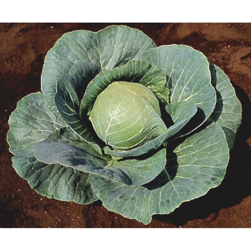 CABBAGE STONEHEAD – FLAT OF 32 PLANTS