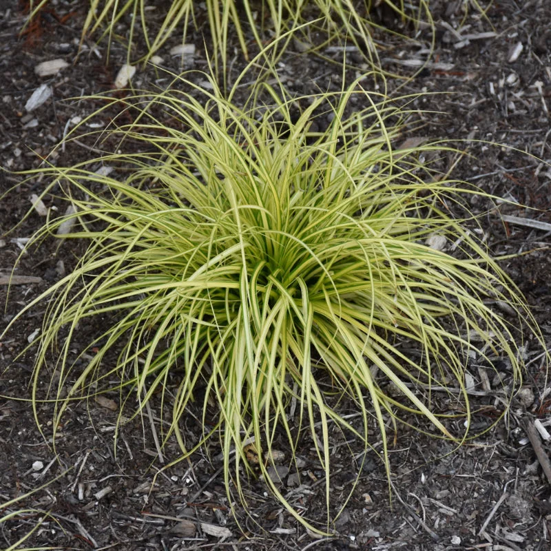 CAREX EVERCOLOR EVERSHEEN