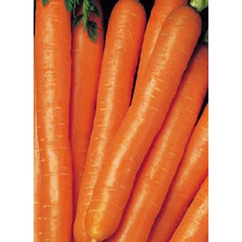 CARROT SCARLET NANTES