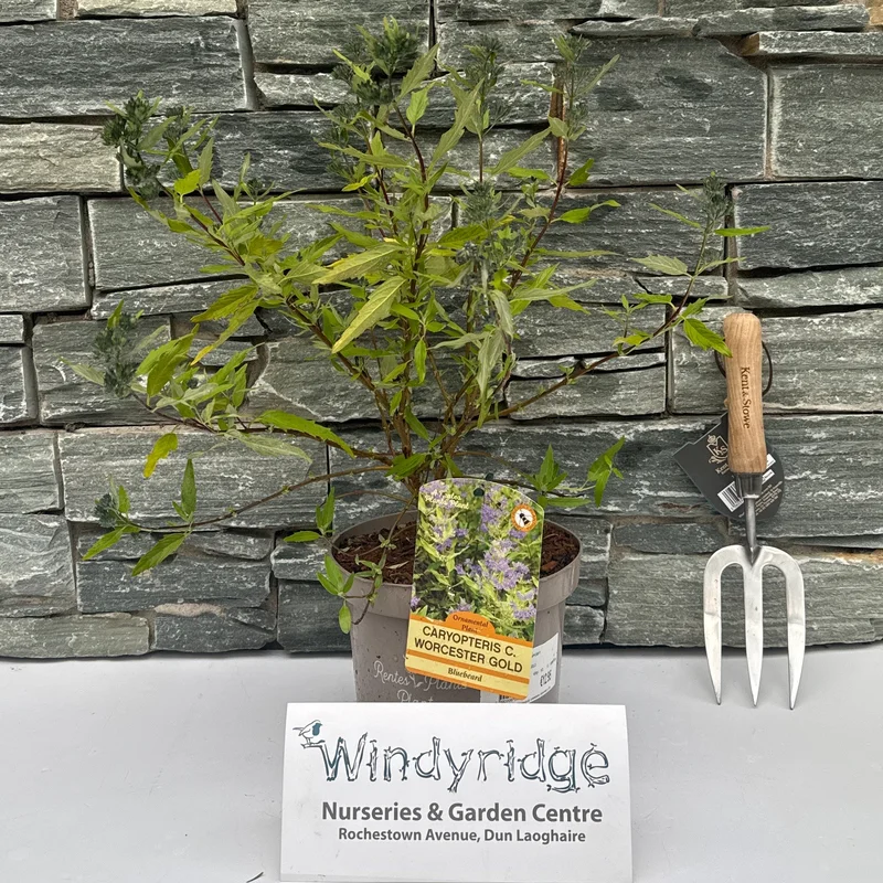 CARYOPTERIS C. WORCESTER GOLD