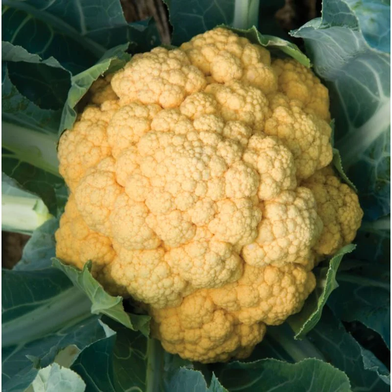 CAULIFLOWER CHEDDAR – FLAT OF 32 PLANTS