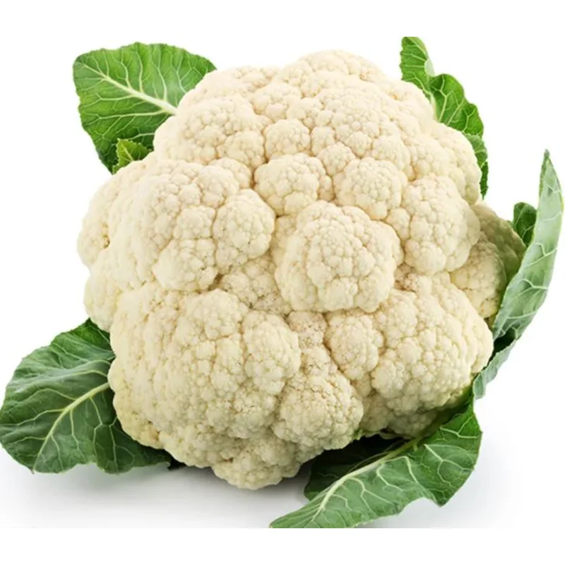 CAULIFLOWER SELF BLANCHE – FLAT OF 32 PLANTS