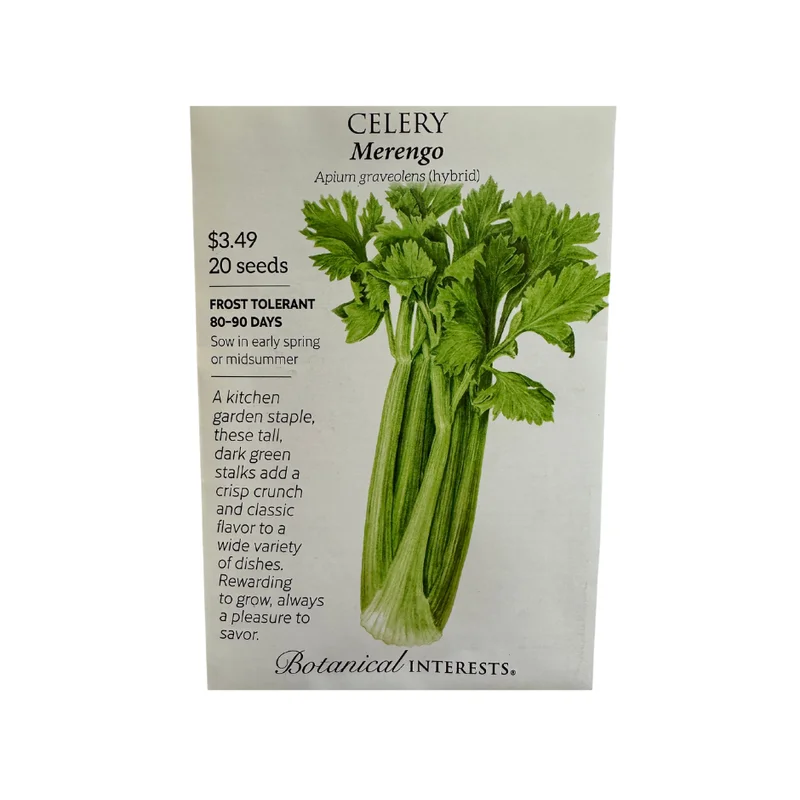 Celery Merengo hybrid