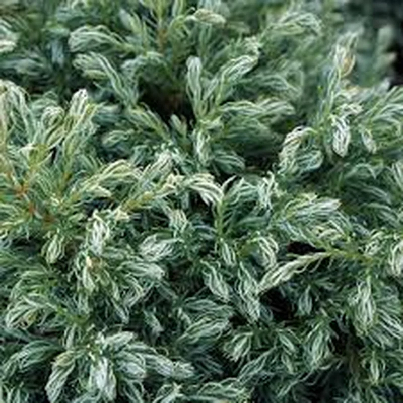 Chamaecyparis p. Blue Planet 3 Ltr pot