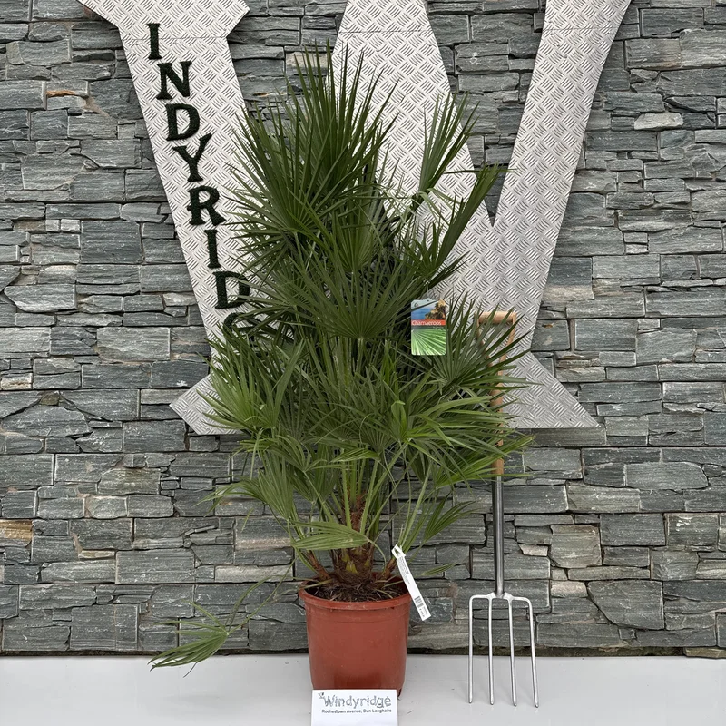 Chamaerops humilisP35