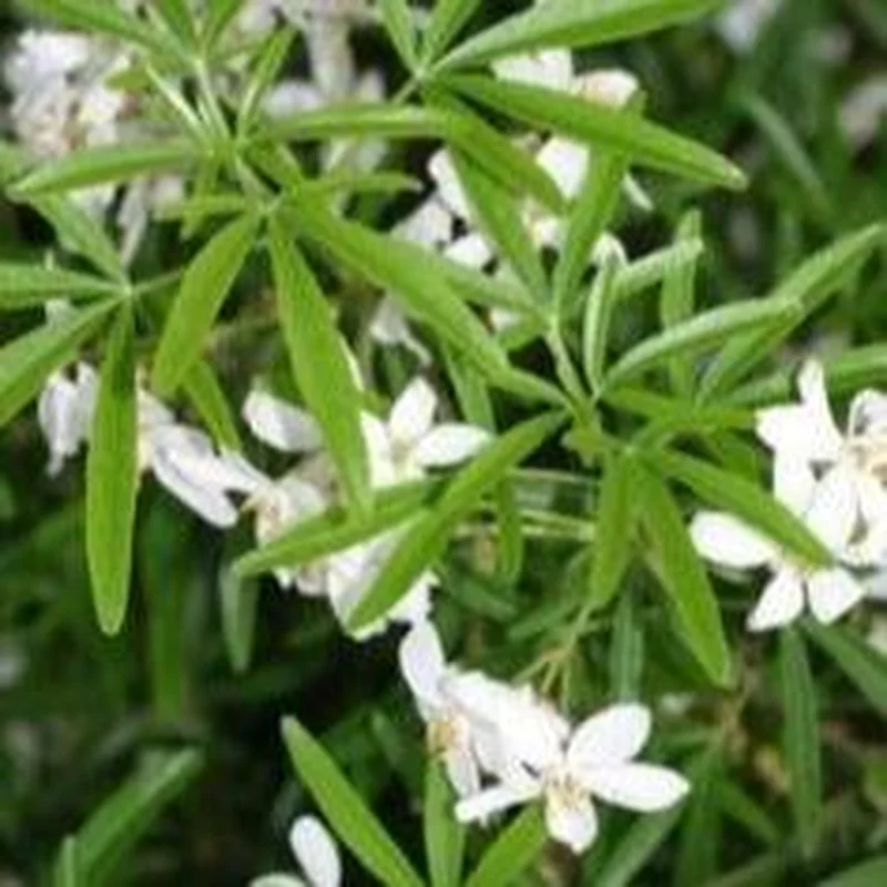 CHOISYA TERNATA AZTEC PEARL