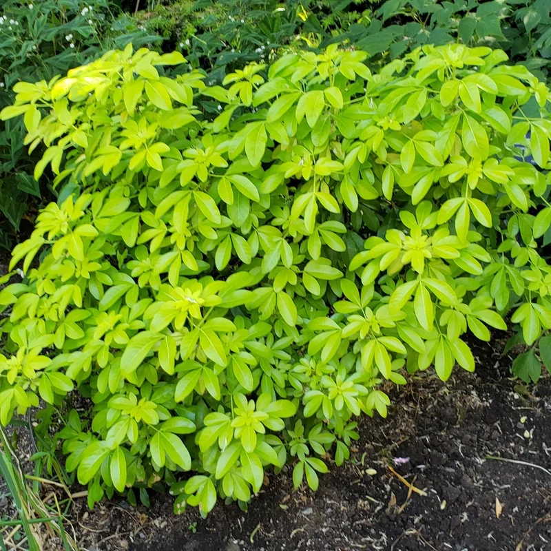 Choisya ternata Sundance 5ltr pots