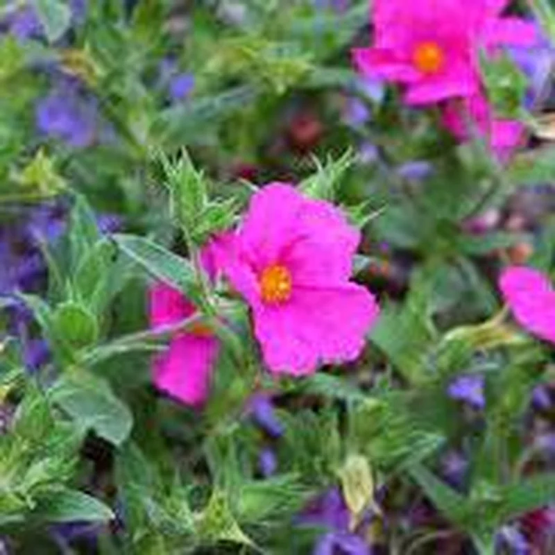 Cistus `sunset