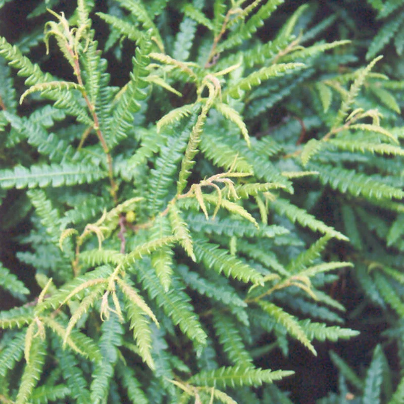 COMPTONIA PEREGRINA