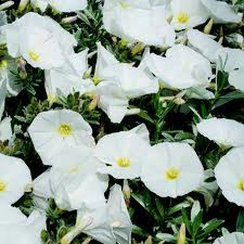 Convolvulus cneorum Snow Angel