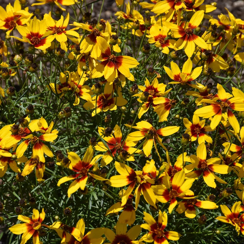 COREOPSIS GOLDEN NEEDLES