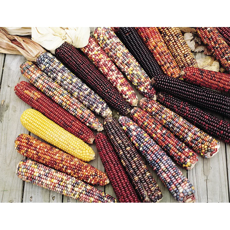 CORN INDIAN ORNAMENTAL
