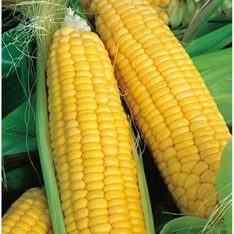 CORN JUBILEE – FLAT OF 32 PLANTS