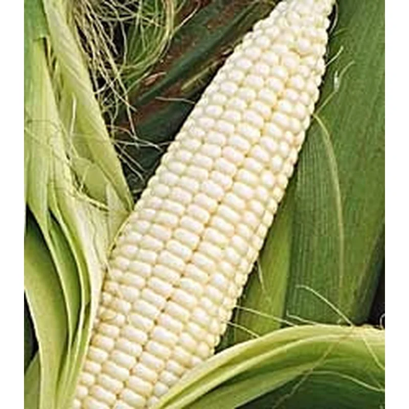 CORN SILVER QUEEN – FLAT OF 32 PLANTS