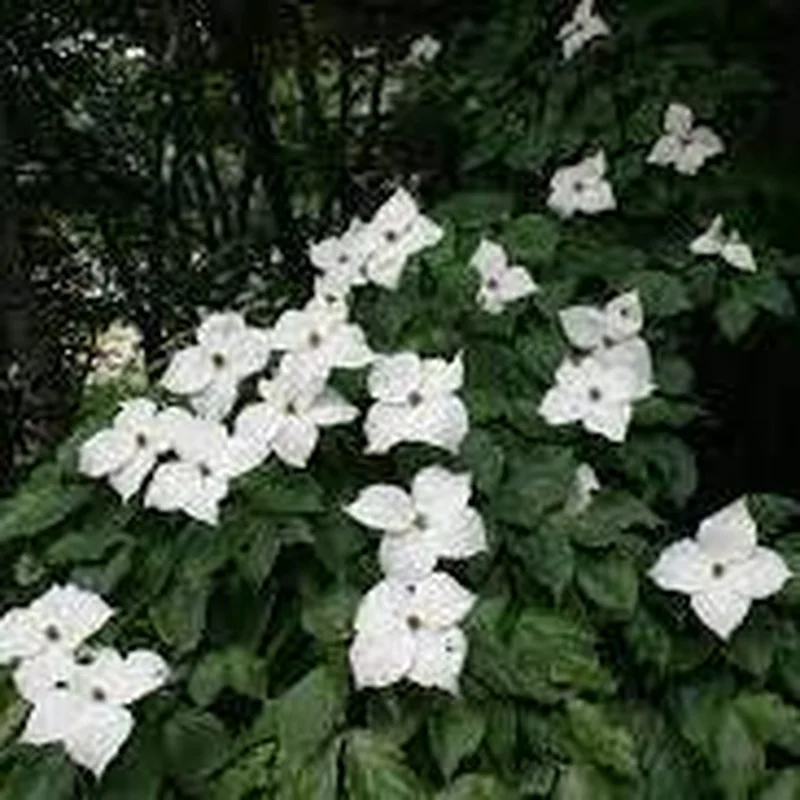 Cornus kousa Schmetterling60-80 CM C7