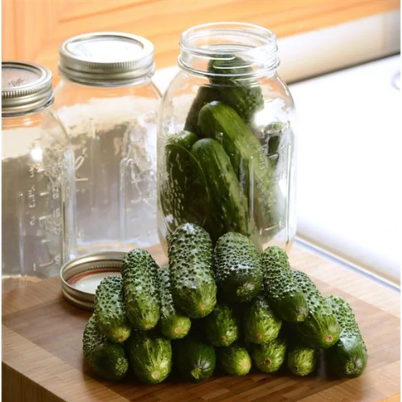 CUCUMBER GHERKING – 4″ POT