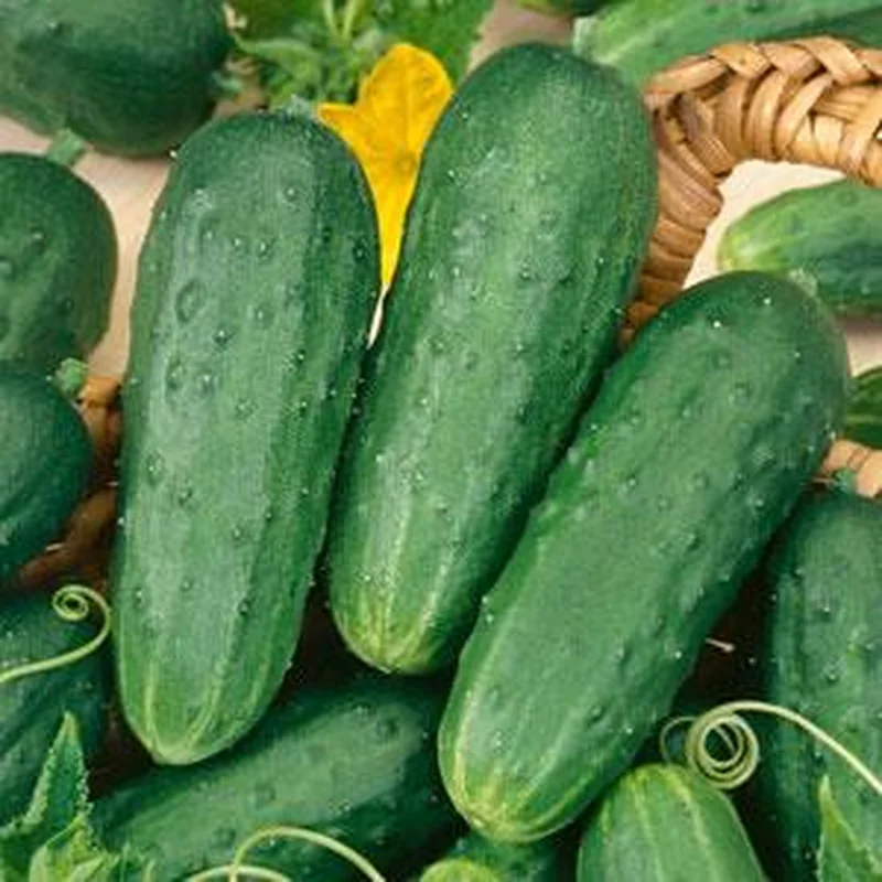 CUCUMBER PICKLING – 4″ POT