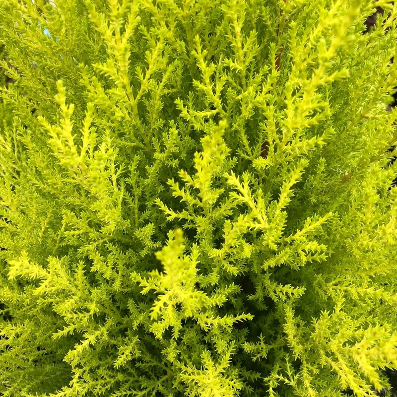 Cupressus m. (Goldcrest) WilmaP17