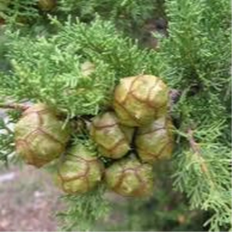 Cupressus sempervirensP19