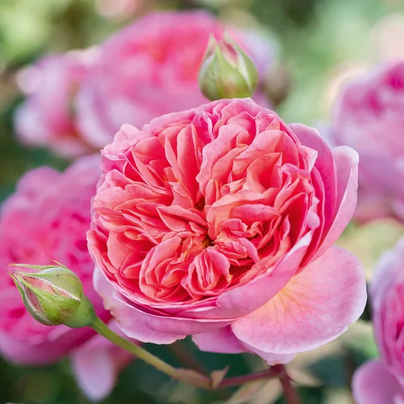 David Austin Rosa Boscobel 6L Pot