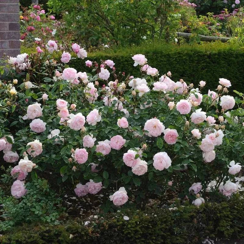 David Austin Rosa Gentle Hermione