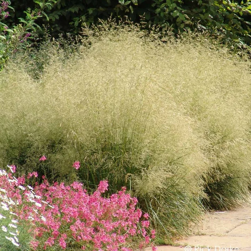 DESCHAMPSIA GOLDTAU