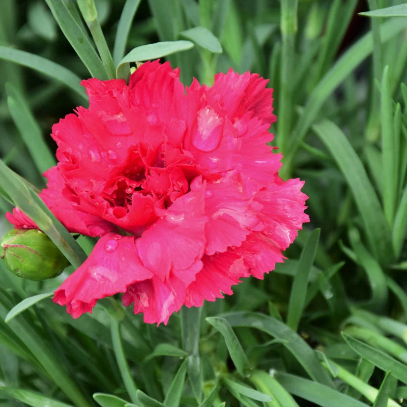 DIANTHUS CRANBERRY COCKTAIL