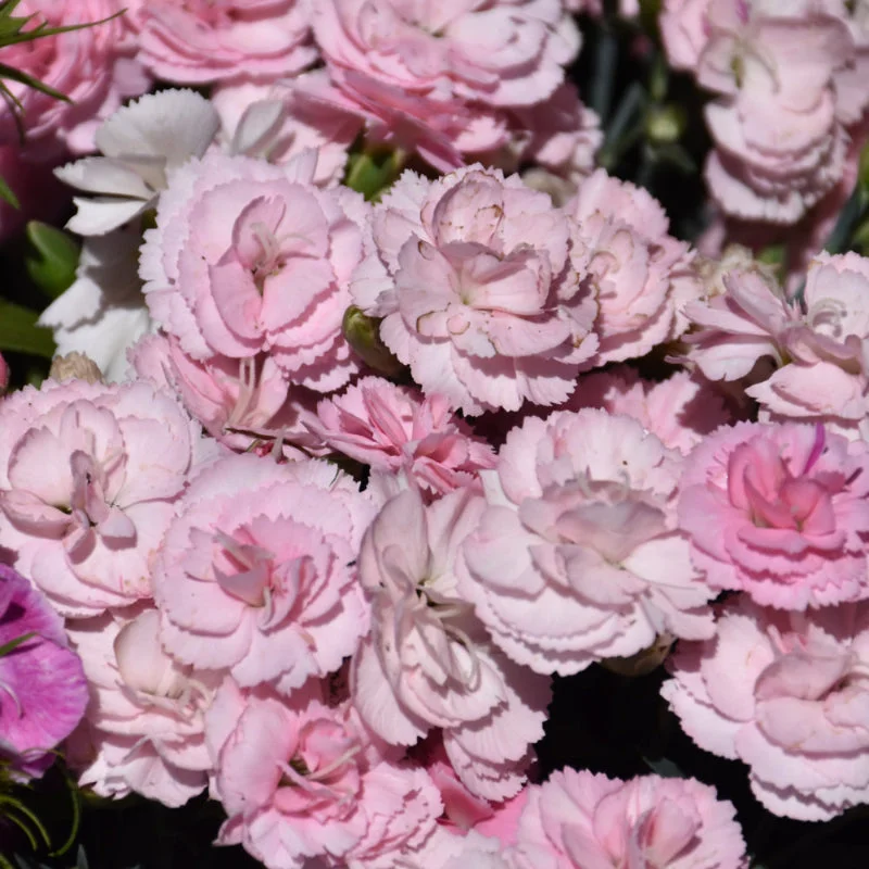 DIANTHUS PEACH MILK