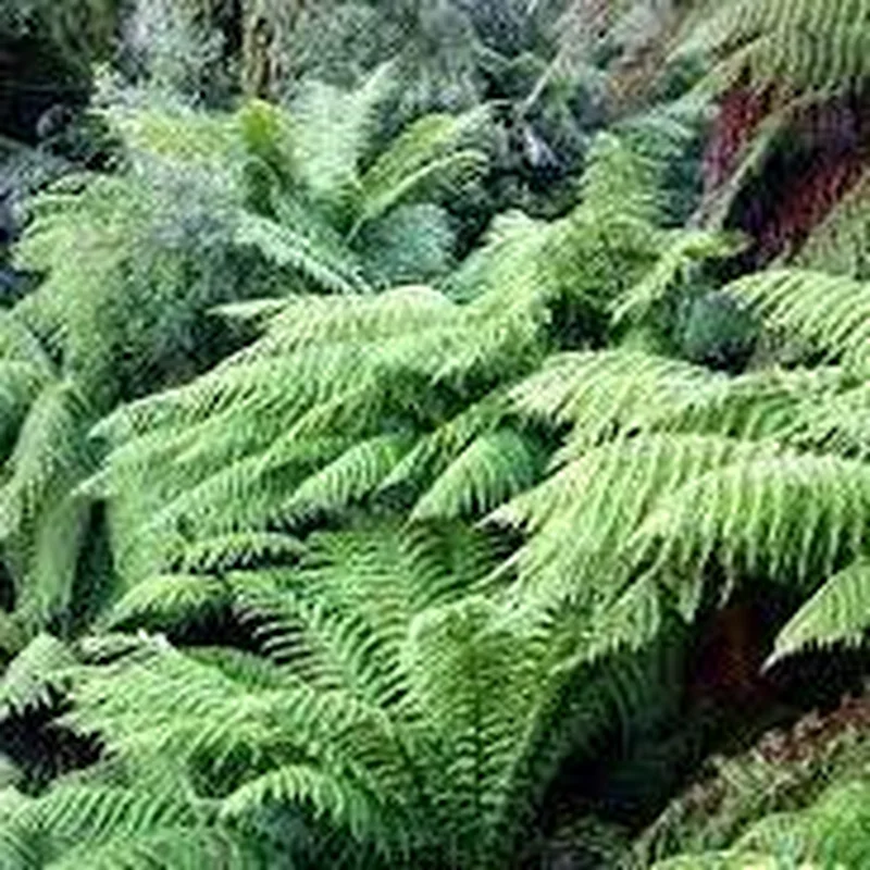 Dicksonia Antarctica 180 6 foot