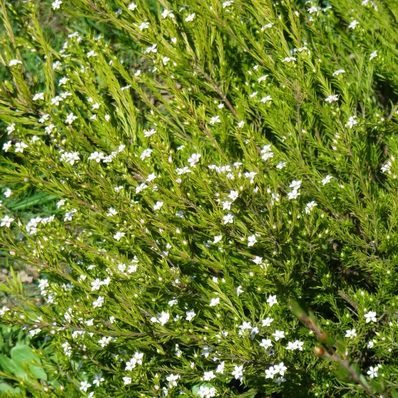 DIOSMA SUNSET GOLD RP 20-25 3Ltr Pot