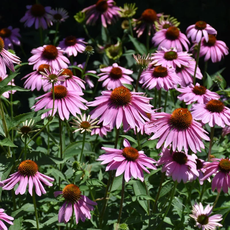 ECHINACEA MAGNUS