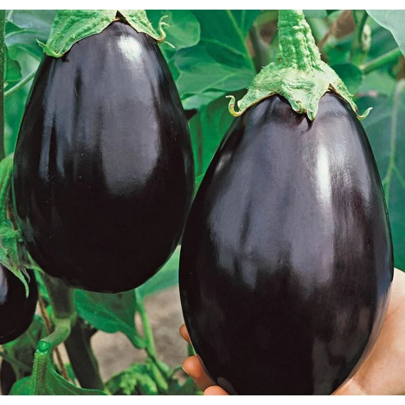 EGGPLANT BLACK BEAUTY – FLAT OF 32 PLANTS