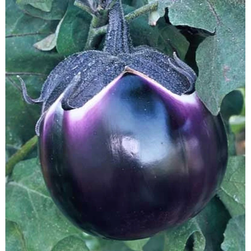 EGGPLANT ITALIAN HEIRLOOM PROSPEROSA – 4″ POT