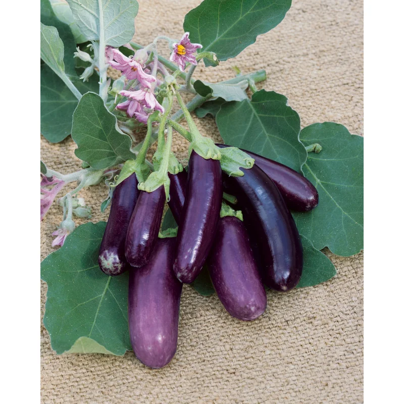 EGGPLANT LITTLE FINGERS – 4″ POT
