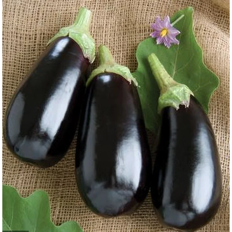 EGGPLANT NADIA – FLAT OF 32 PLANTS